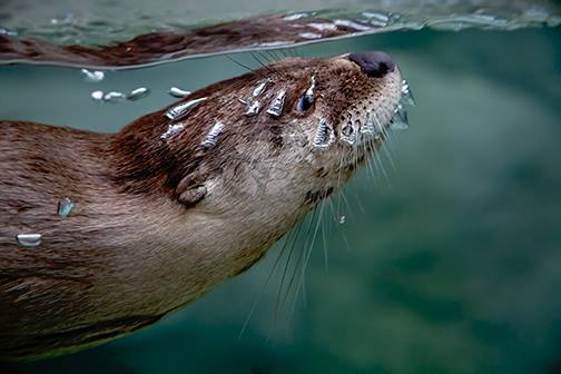 TN Aqua_River Otter