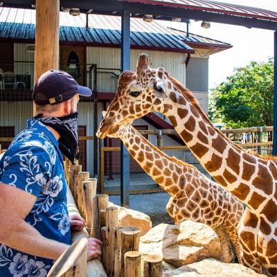 Giraffe Feeding Platform
