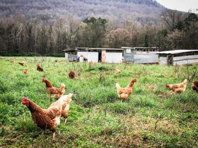 Egg-laying Hens at Sequatchie Cove Farm