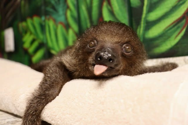 sloth at Ocoee riverside farm