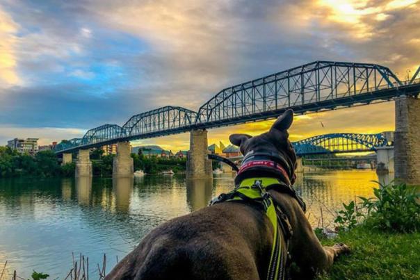 Pet Friendly_Hawchen Photography