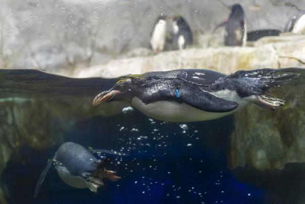 Penguin Rock_TN Aquarium