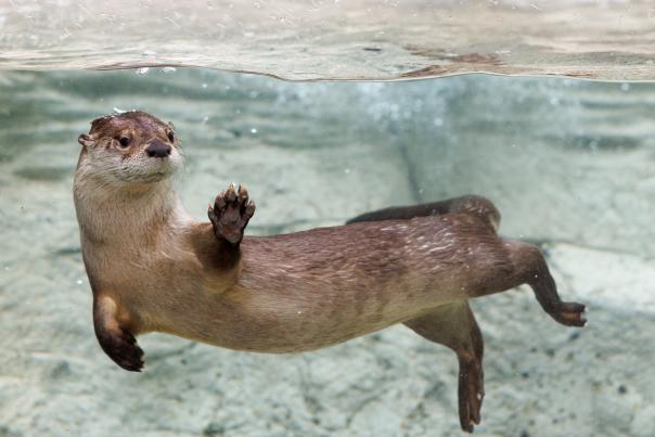 TN Aquarium's female otter, Sunshine, waves