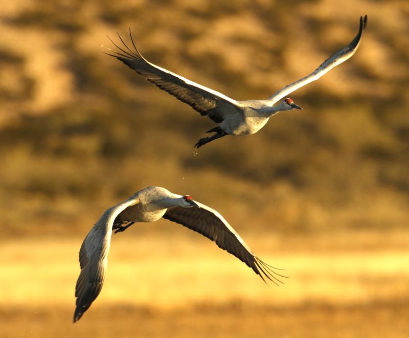 Sandhill Cranes