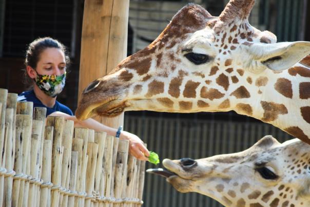 Chattanooga Zoo_Giraffe
